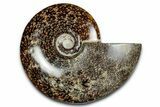 Polished Ammonite (Cleoniceras) Fossil - Madagascar #339260-1